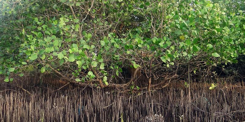 Hutan Mangrove