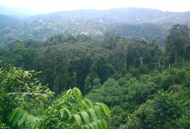 hutan hujan tropik di indonesia