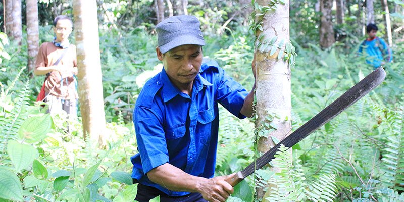 Pengertian Hutan Berdasarkan Status Hukum