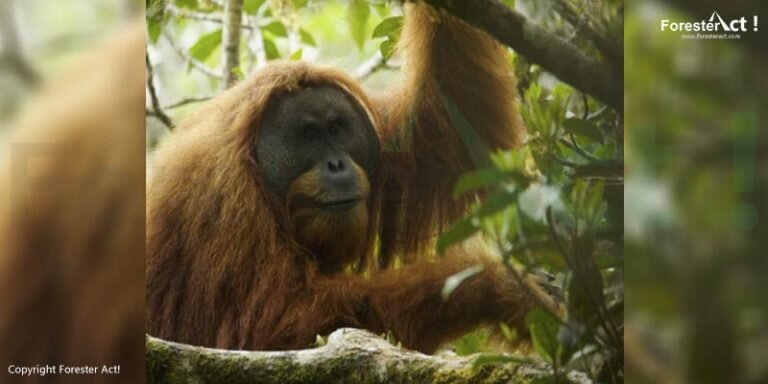 Orang Utan Tapanuli