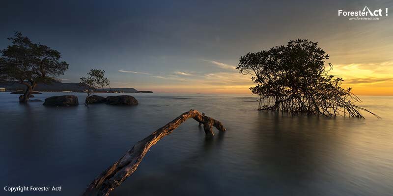 Hutan Mangrove