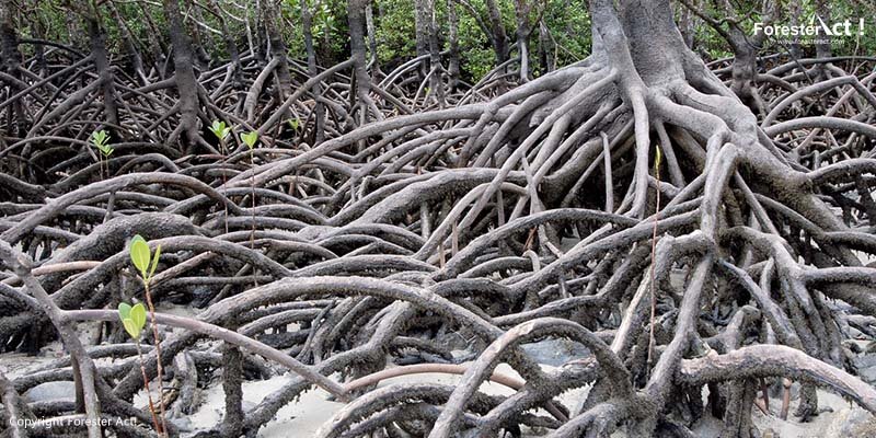 Sistem Perakaran Pohon di Hutan Bakau