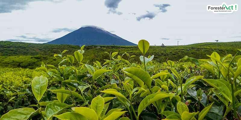 Kebun Teh Kayu Aro (instagram.com)