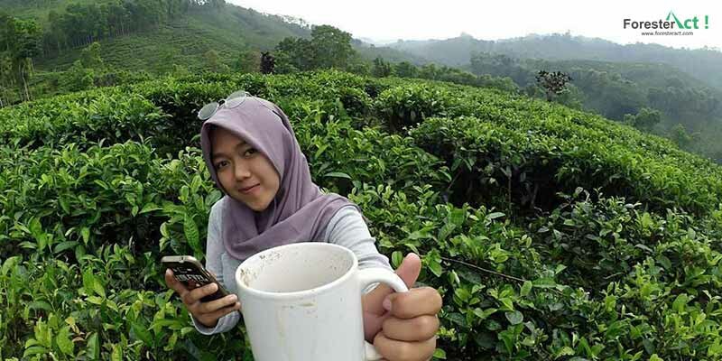 Kebun Teh Gunung Gambir (instagram.com)