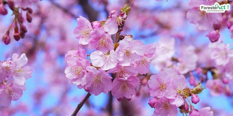 Bunga sakura (pexels.com)