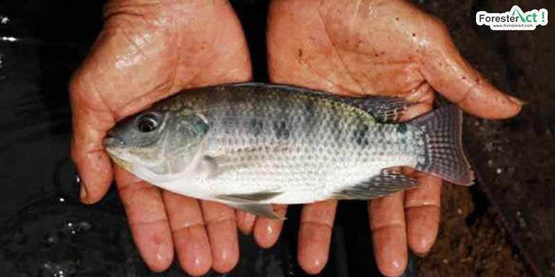 Ikan nila berukuran sedang