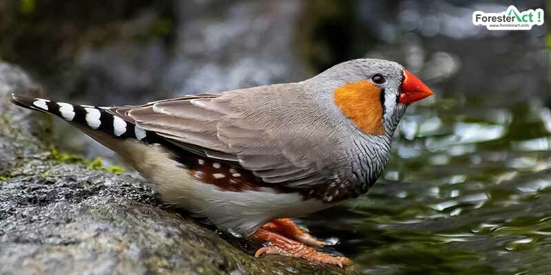 Zebra finch (pixabay.com)