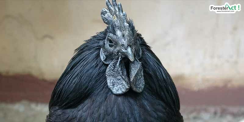 Ayam cemani (pixabay.com)