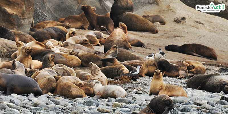 Singa laut hidup berkelompok