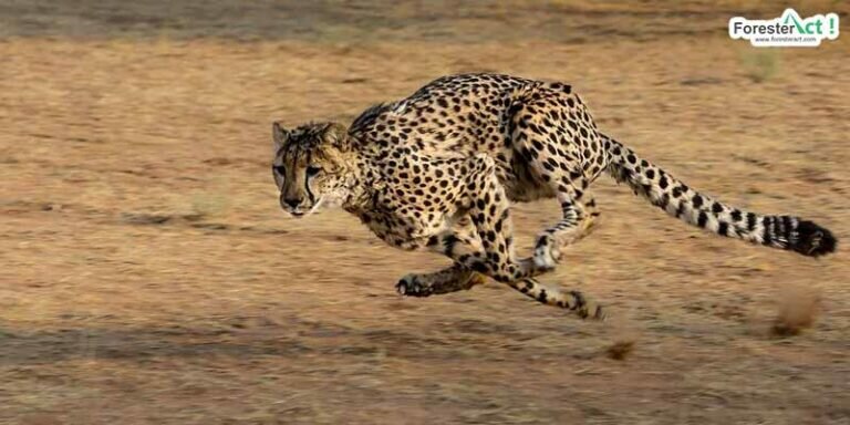 Cheetah-berlari