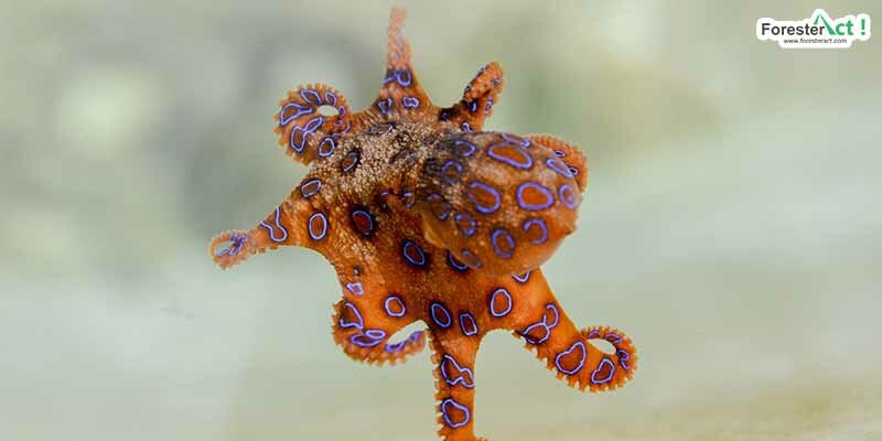 Blue-Ringed-Octopus